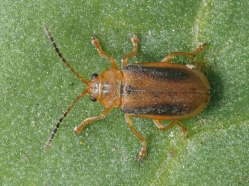 Chrysomelidae: Galerucella calmariensis ??  S !